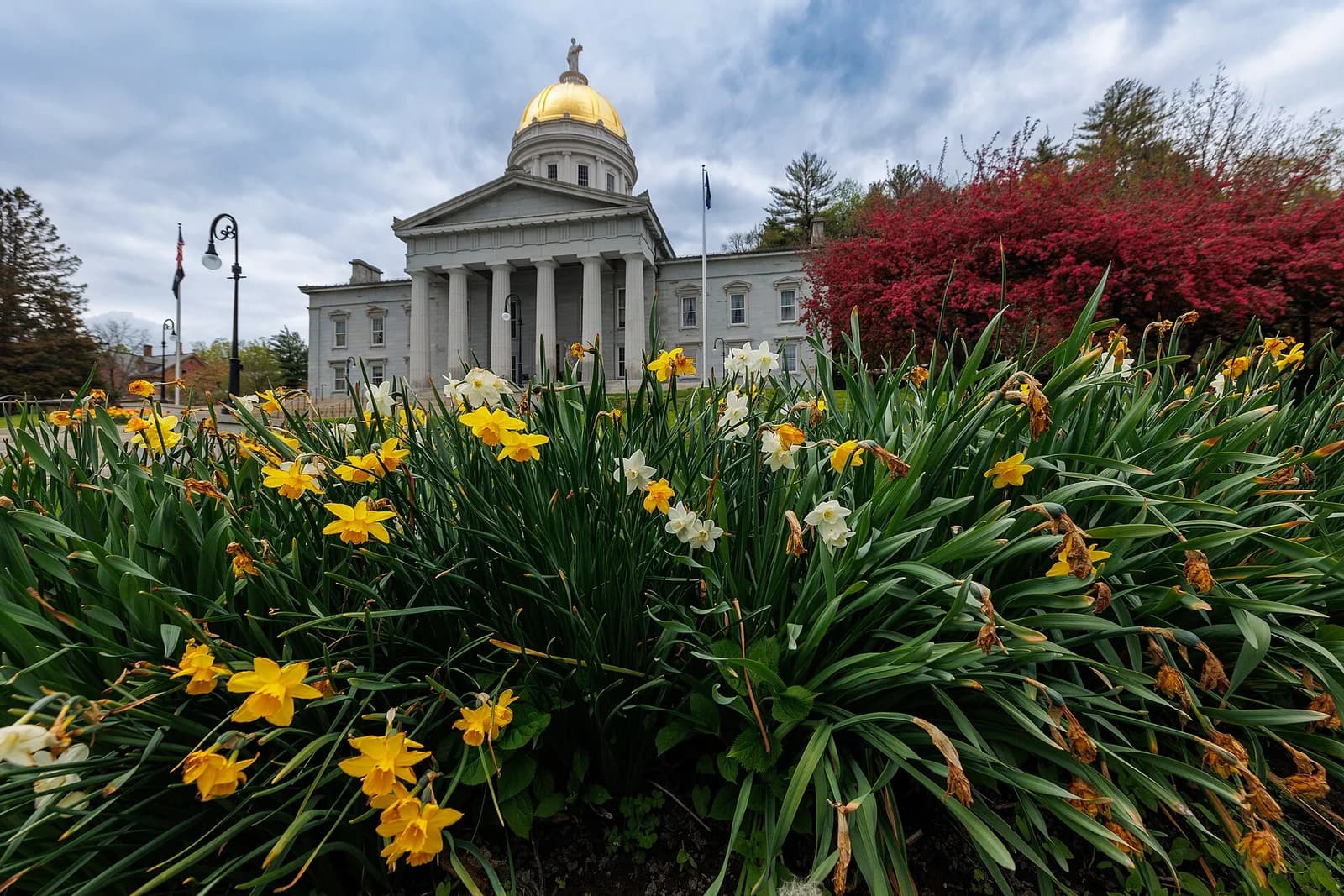 A grand white building with a golden dome and columns stands behind a foreground of yellow and white daffodils. A red-leafed tree is visible to the right of the building under a cloudy sky.